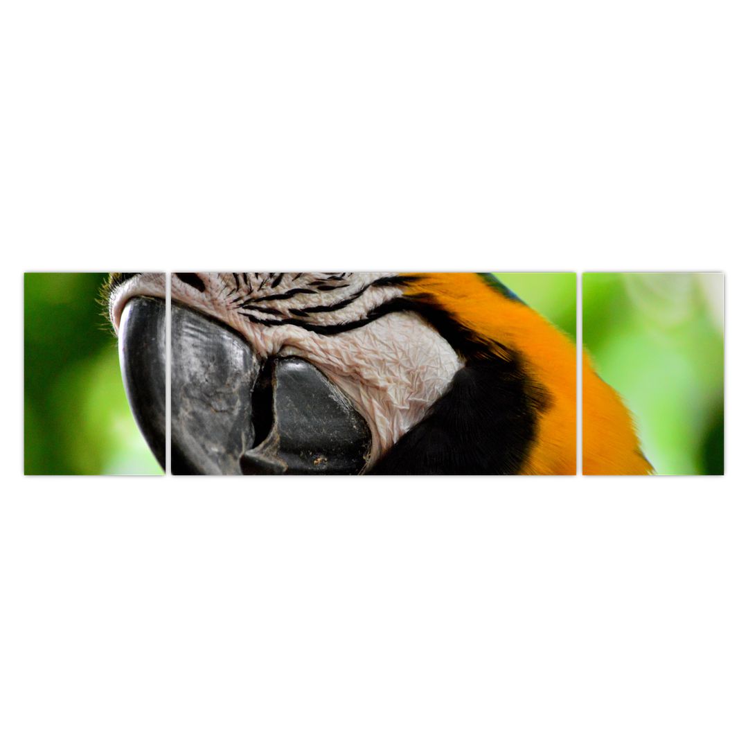 Obraz papouška (V020561V17050)