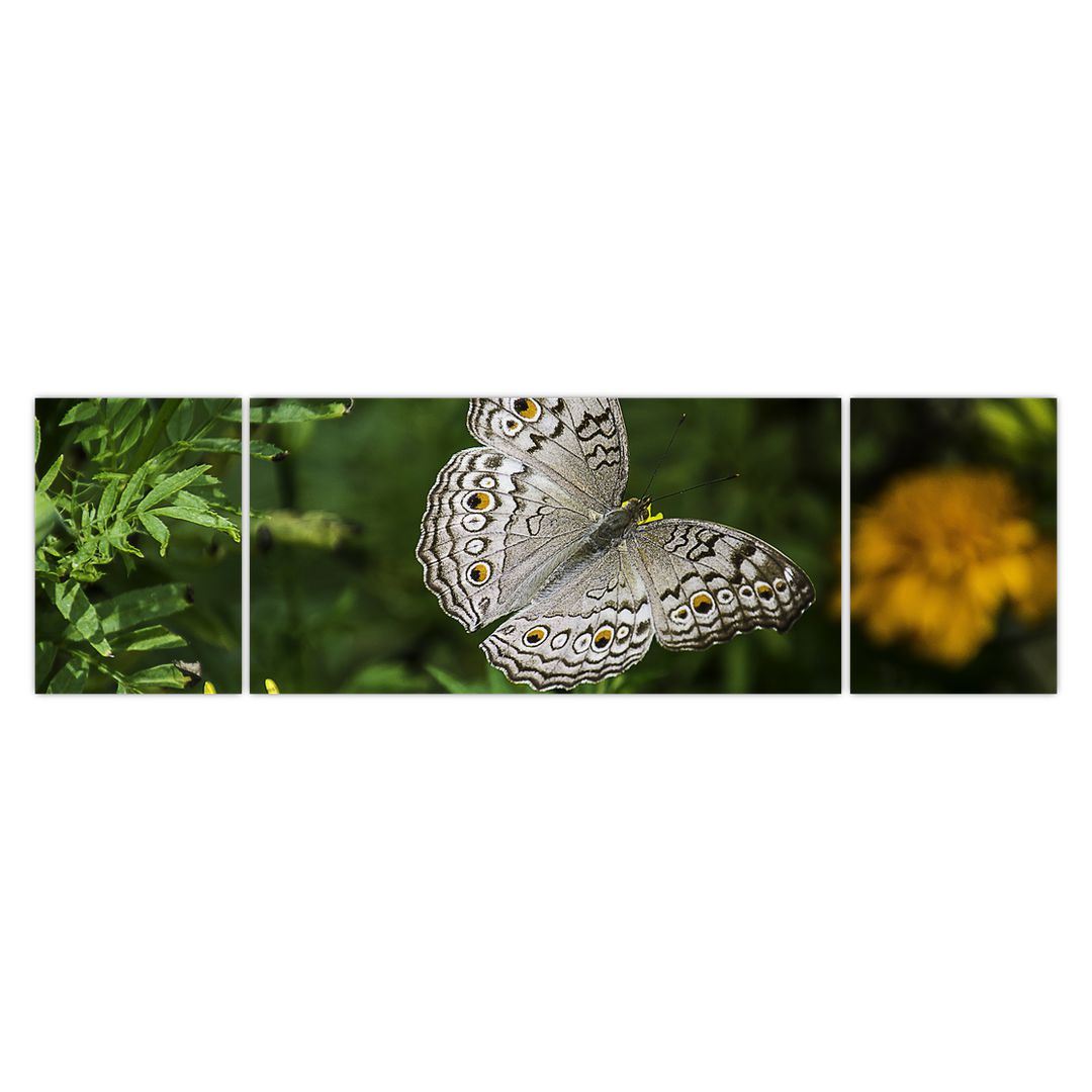 Obraz - bílý motýl (V020576V17050)