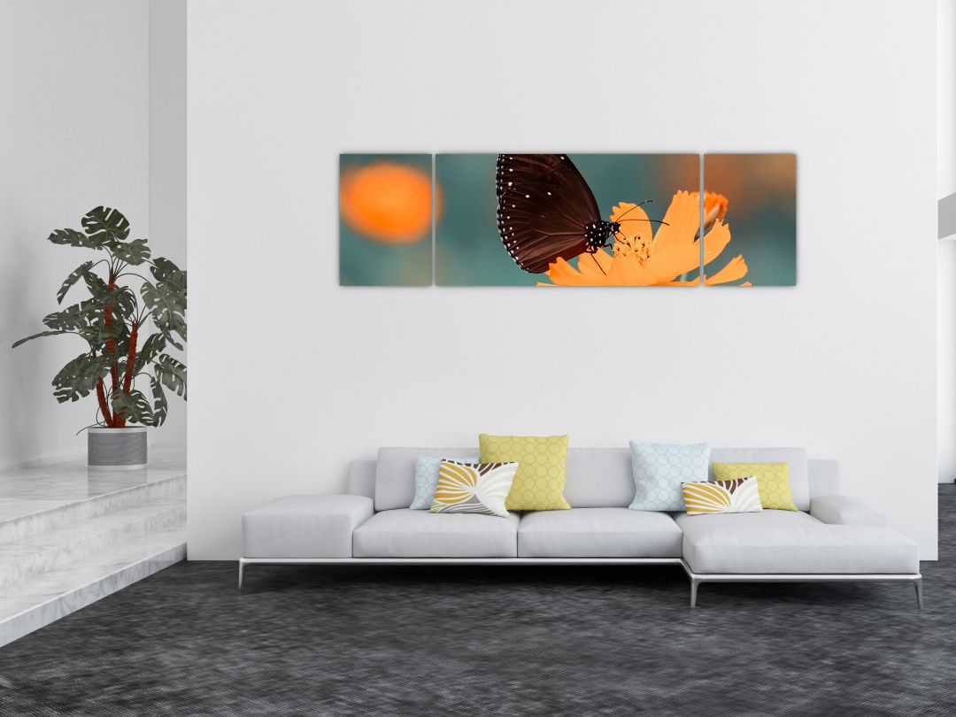 Obraz - motýl na oranžové květině (V020577V17050)