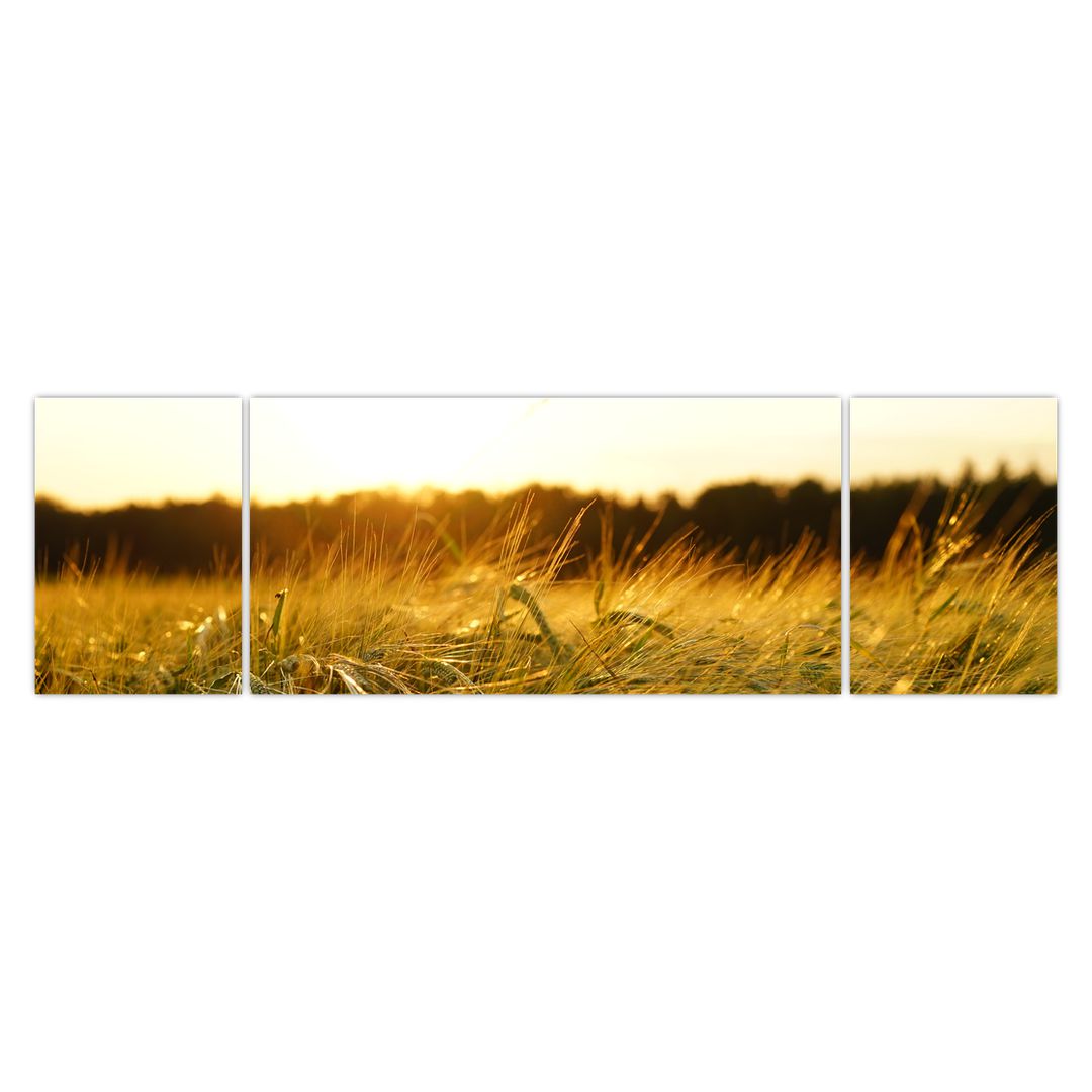 Obraz orosené trávy (V020584V17050)
