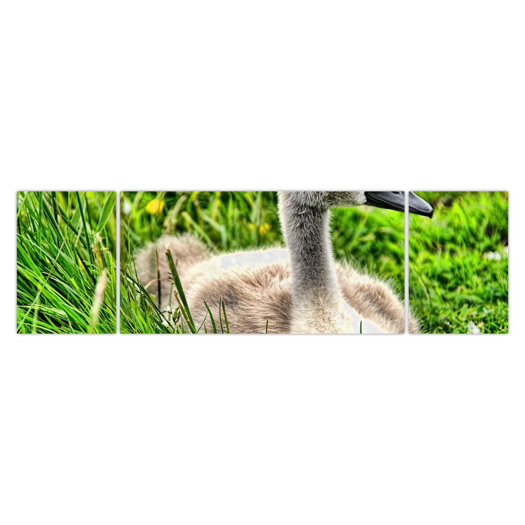 Obraz - malá labuť v trávě (V020585V17050)