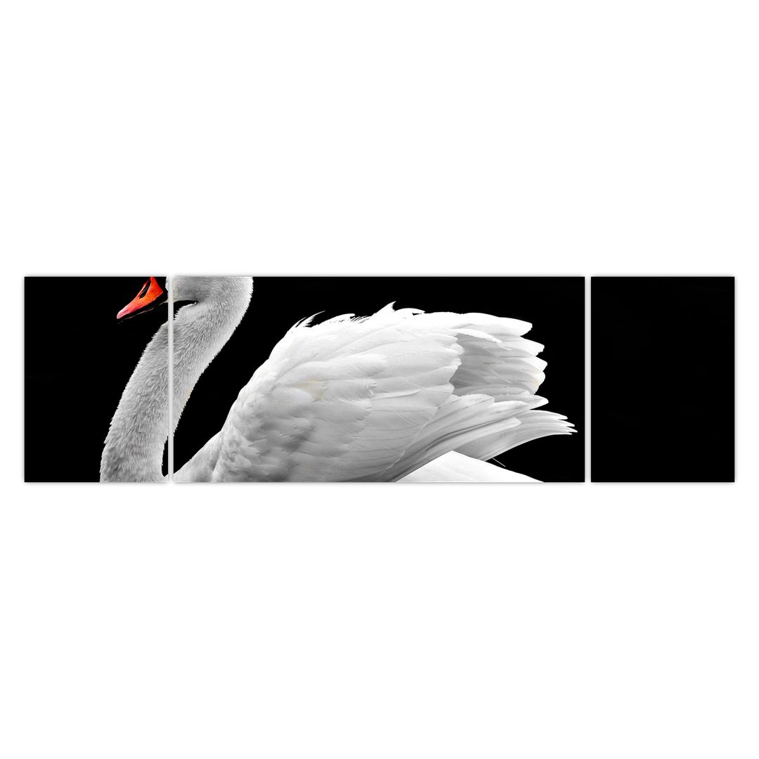 Obraz černobílé labutě (V020586V17050)