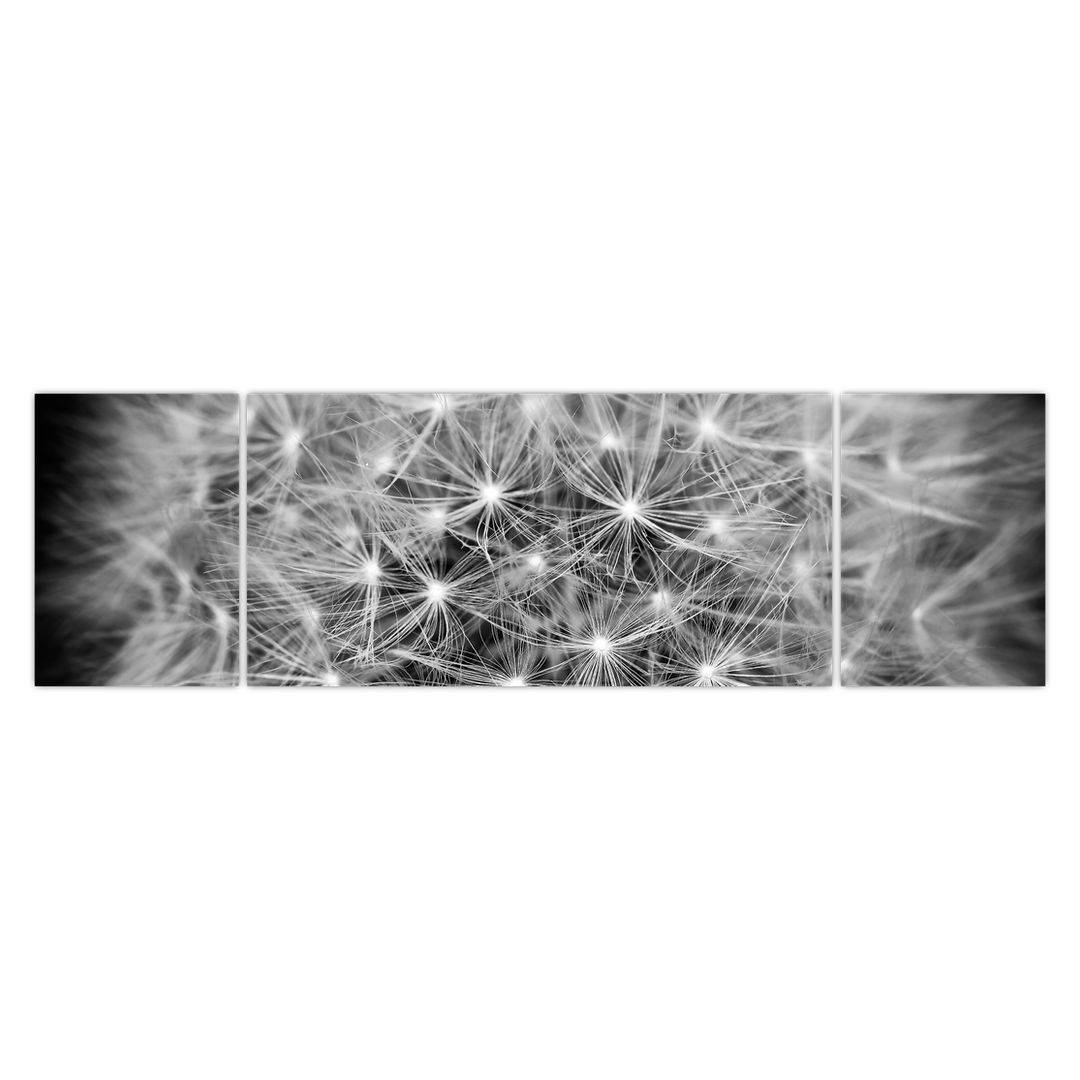 Obraz šedé pampelišky (V020607V17050)