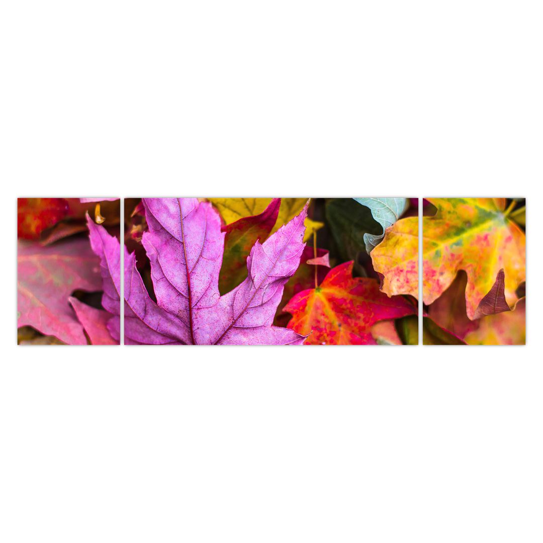 Obraz - podzimní listy (V020629V17050)