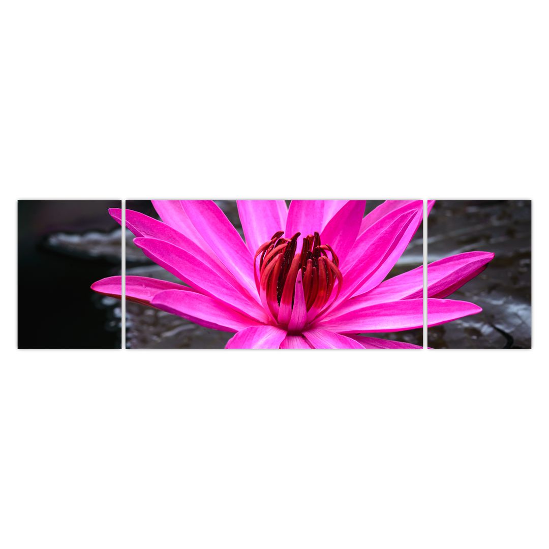 Obraz - růžový květ (V020636V17050)