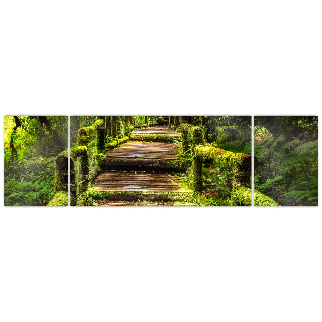 Obraz schodů v deštném pralese (V020941V17050)