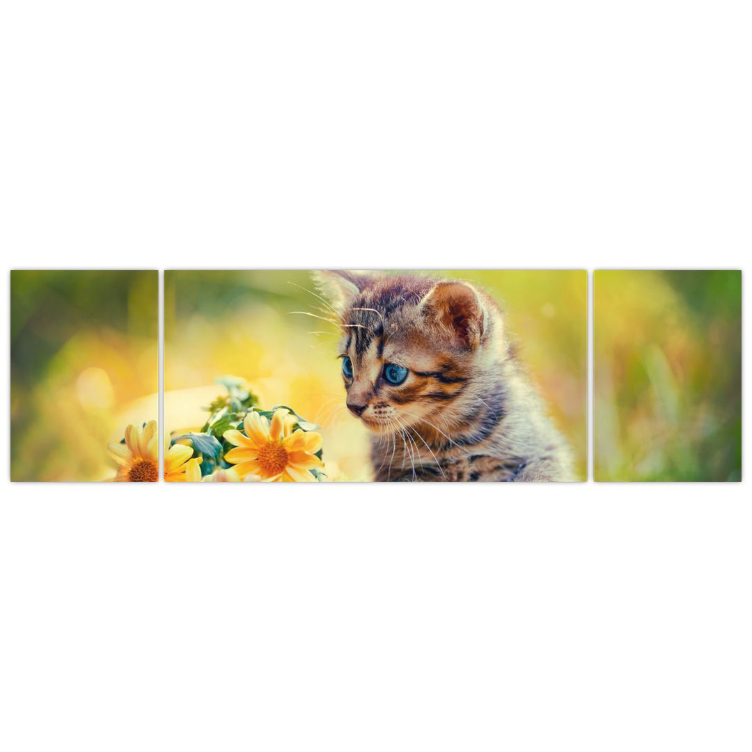 Obraz koťátka dívající se na květinu (V020943V17050)