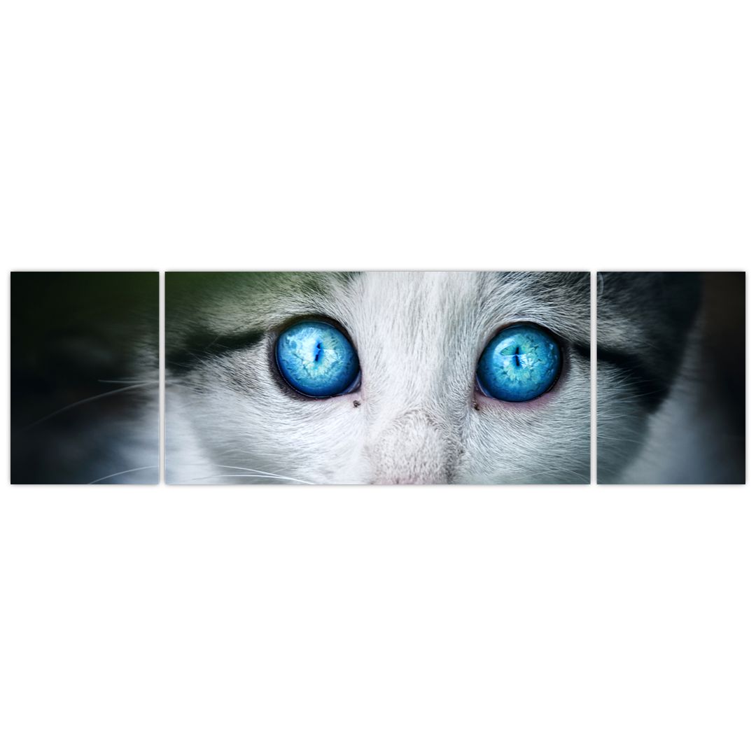 Obraz kočky (V020944V17050)