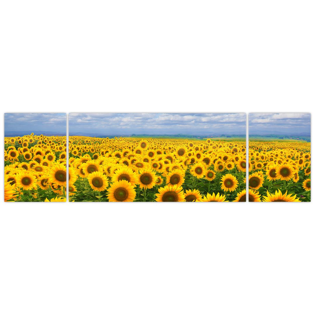 Obraz slunečnicového pole (V020946V17050)