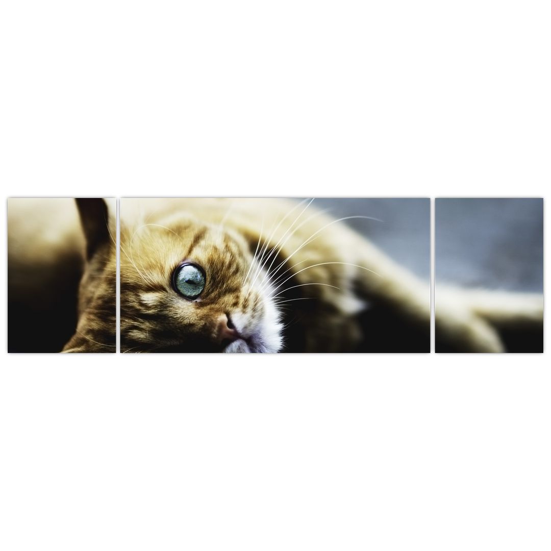Obraz kočky (V020963V17050)