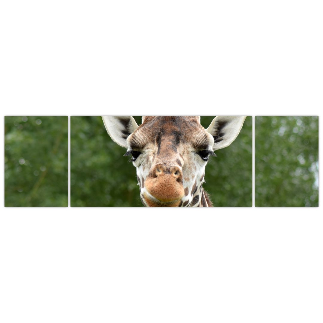 Obraz žirafy (V020969V17050)