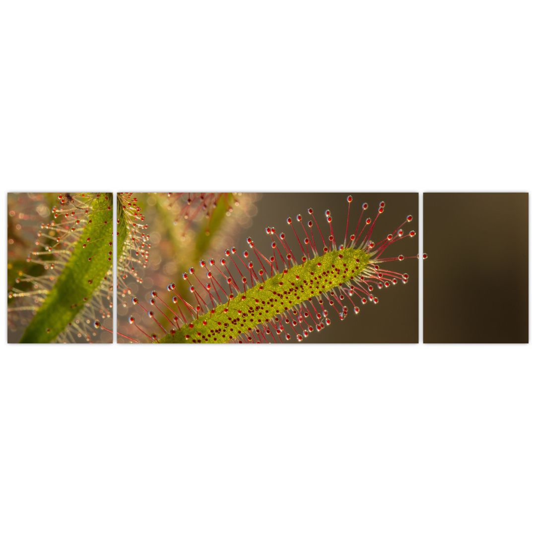 Obraz rostliny (V020984V17050)