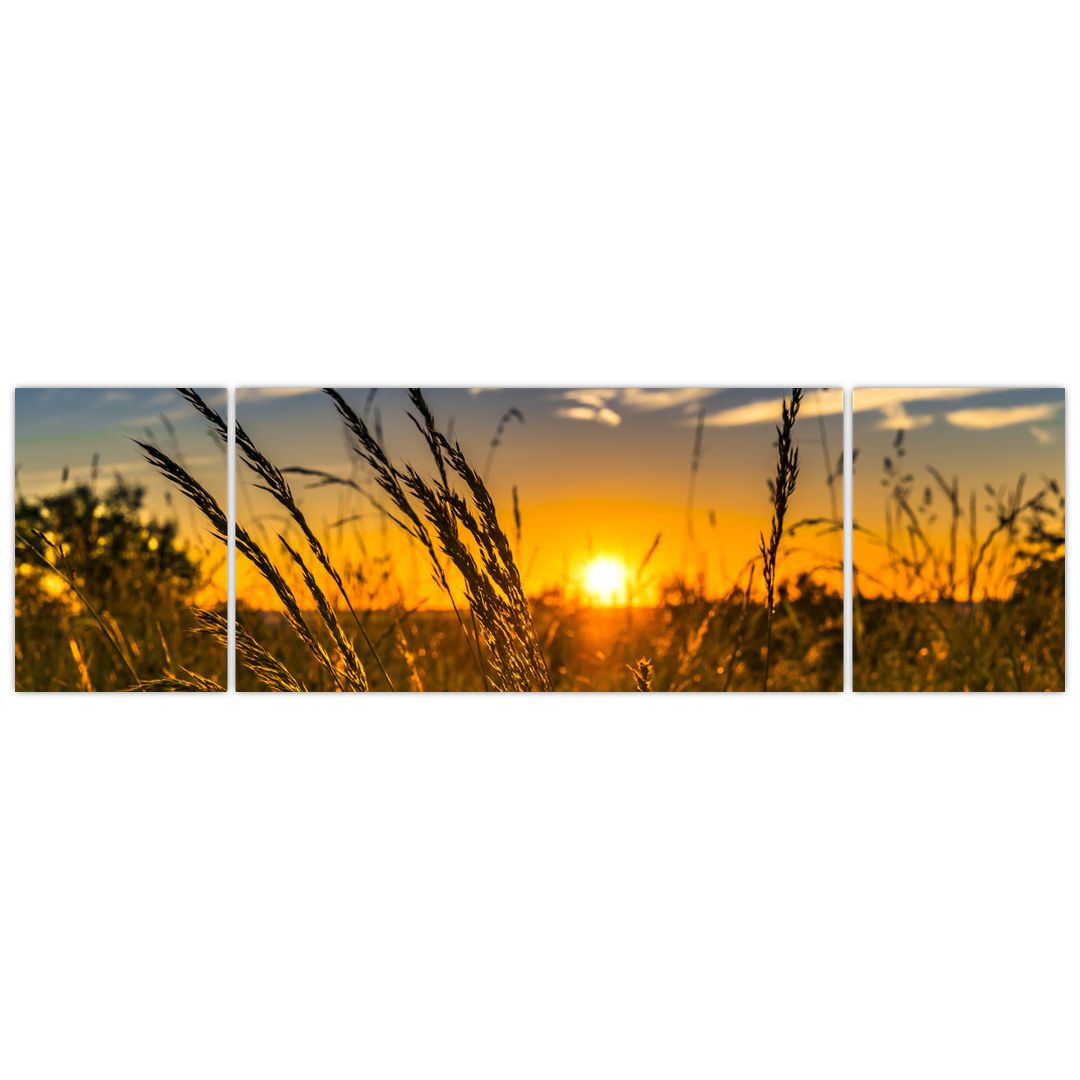 Obraz pole při západu slunce (V021001V17050)