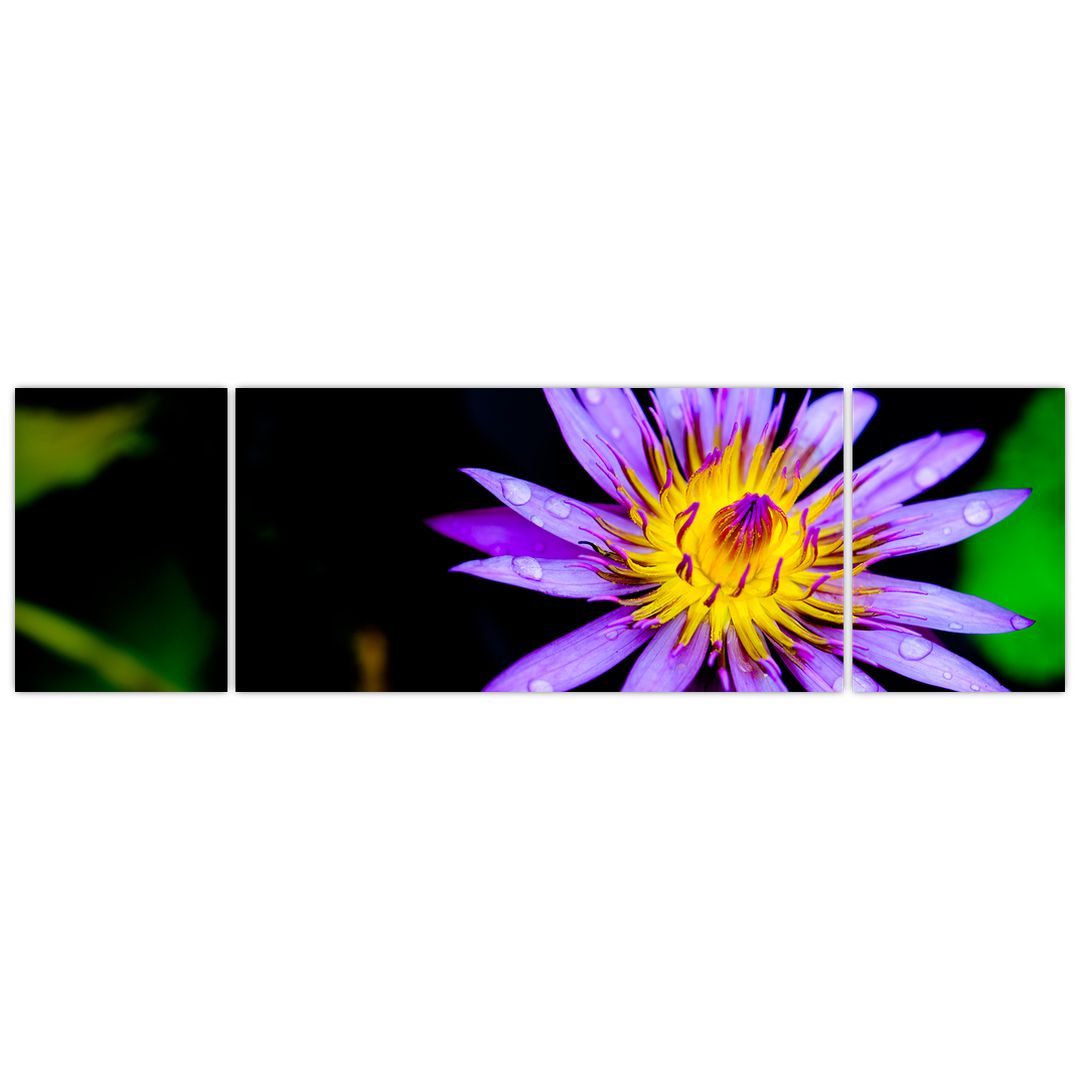 Obraz květiny (V021017V17050)