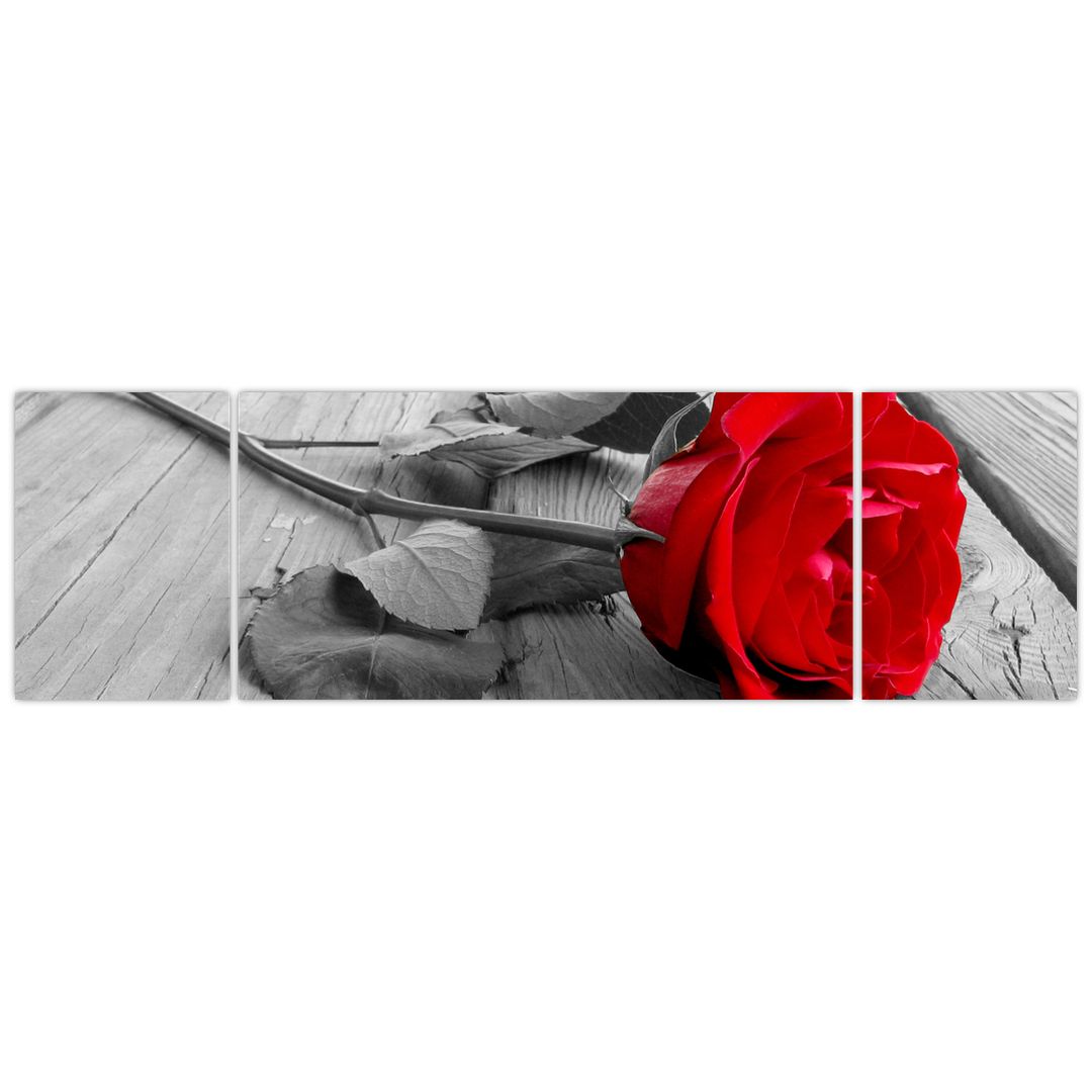Obraz rudé růže (V022288V17050)