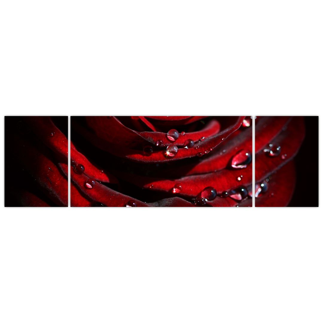 Obraz - Detail růže (V022324V17050)