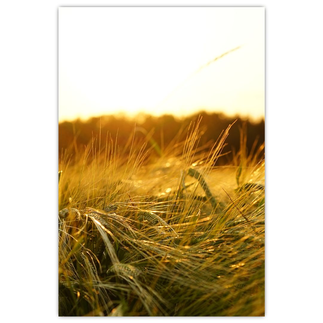 Obraz orosené trávy (V020584V2030)
