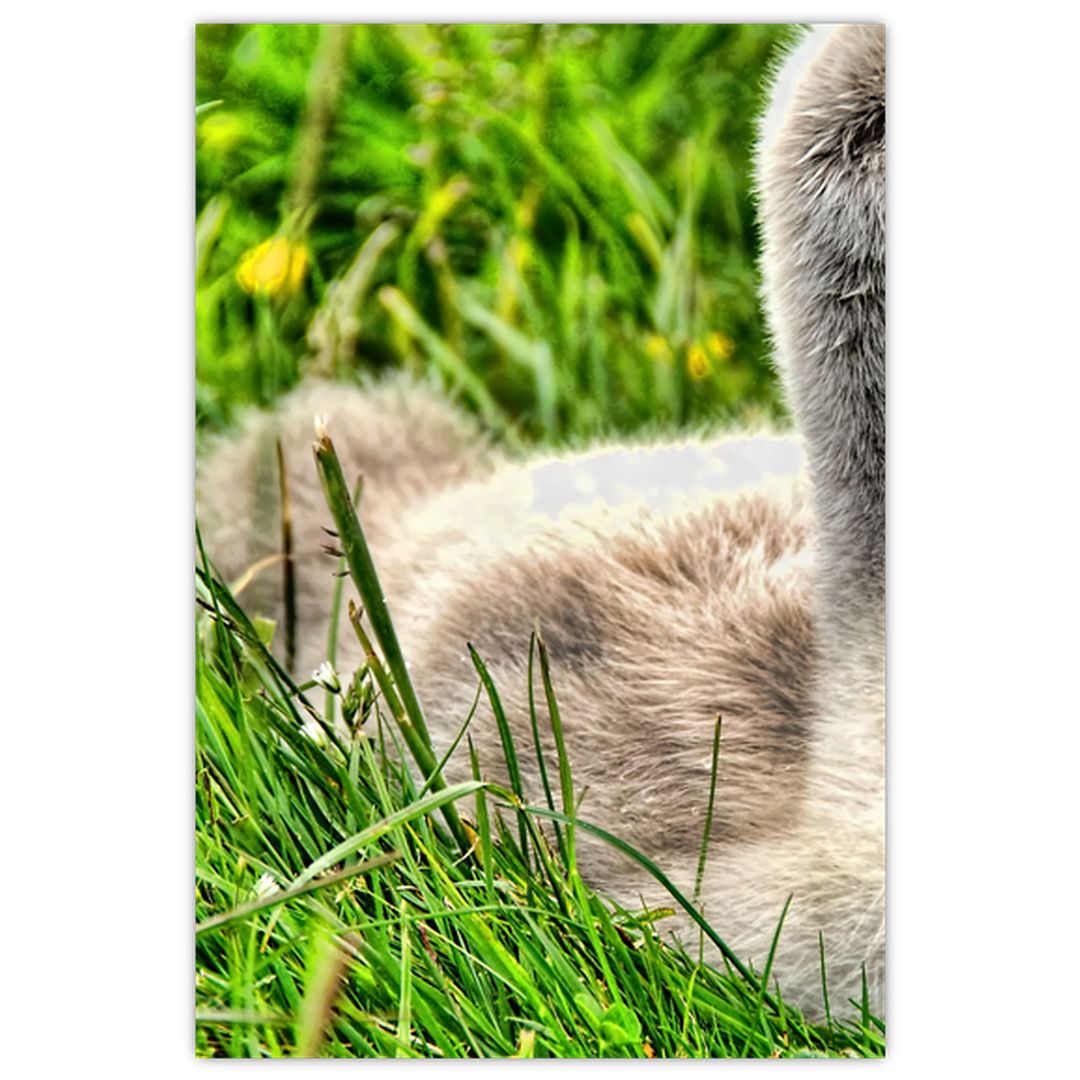 Obraz - malá labuť v trávě (V020585V2030)
