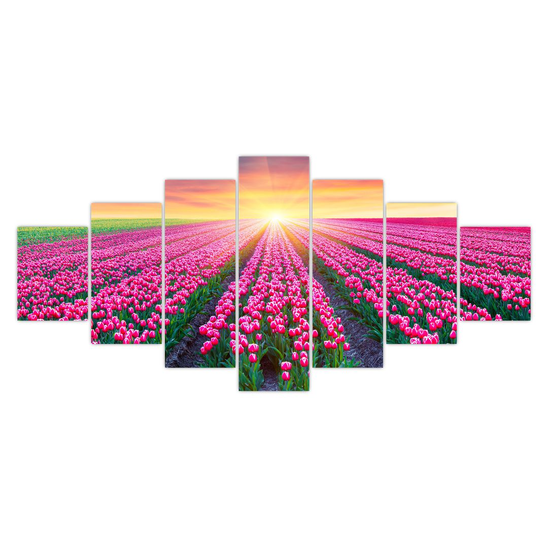 Obraz pole tulipánů se sluncem (V020554V210100)