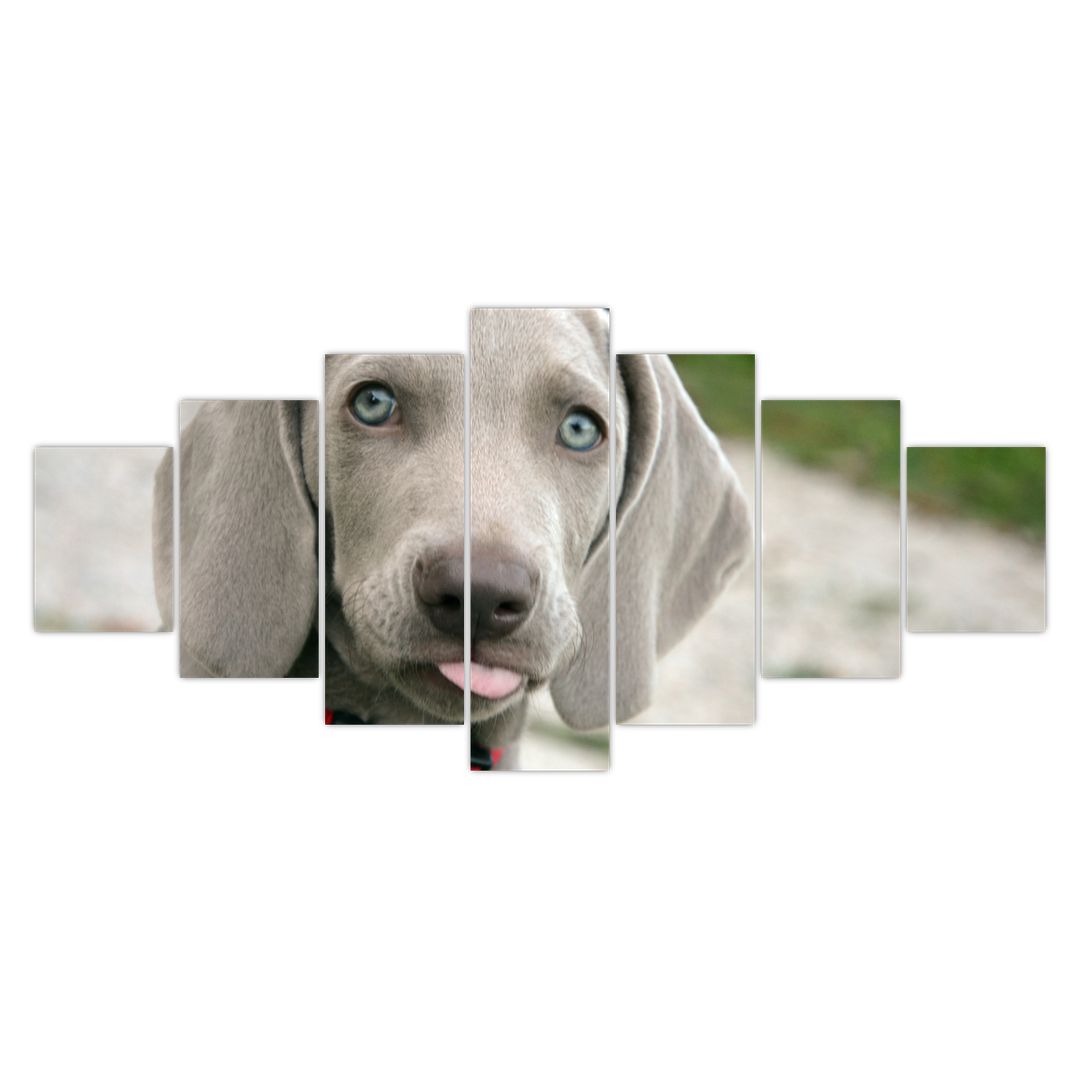 Obraz - štěně výmarský ohař (V020570V210100)