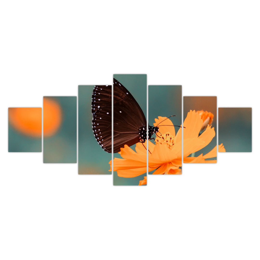 Obraz - motýl na oranžové květině (V020577V210100)