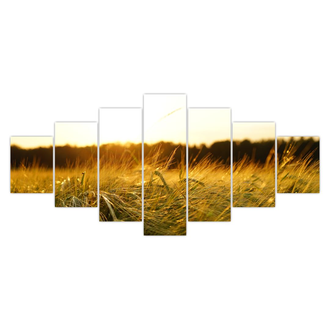 Obraz orosené trávy (V020584V210100)