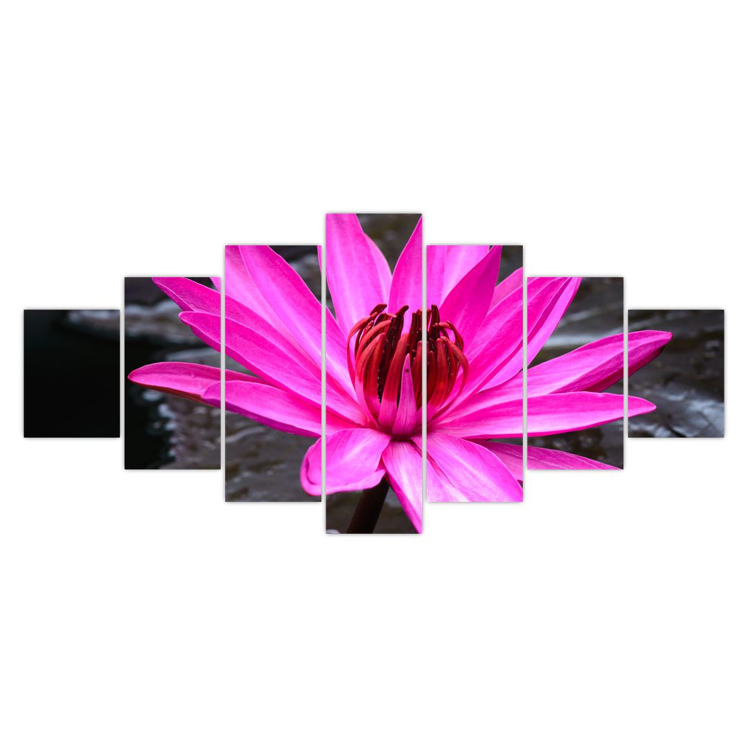 Obraz - růžový květ (V020636V210100)