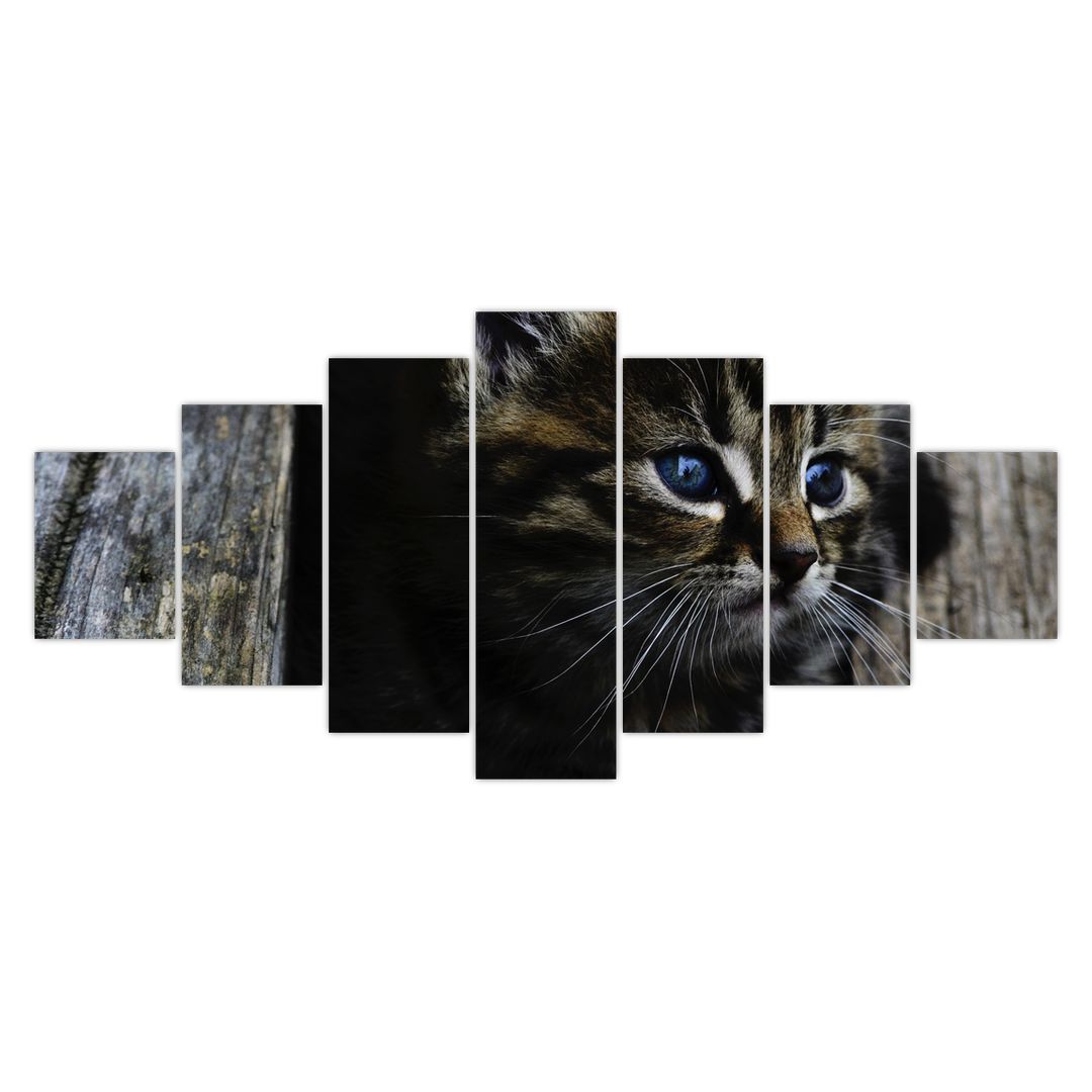 Obraz koťátka (V020637V210100)