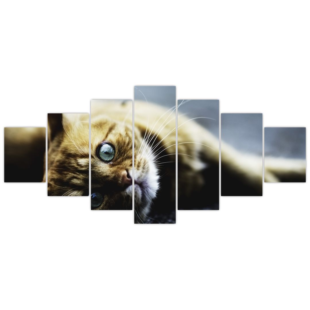 Obraz kočky (V020963V210100)