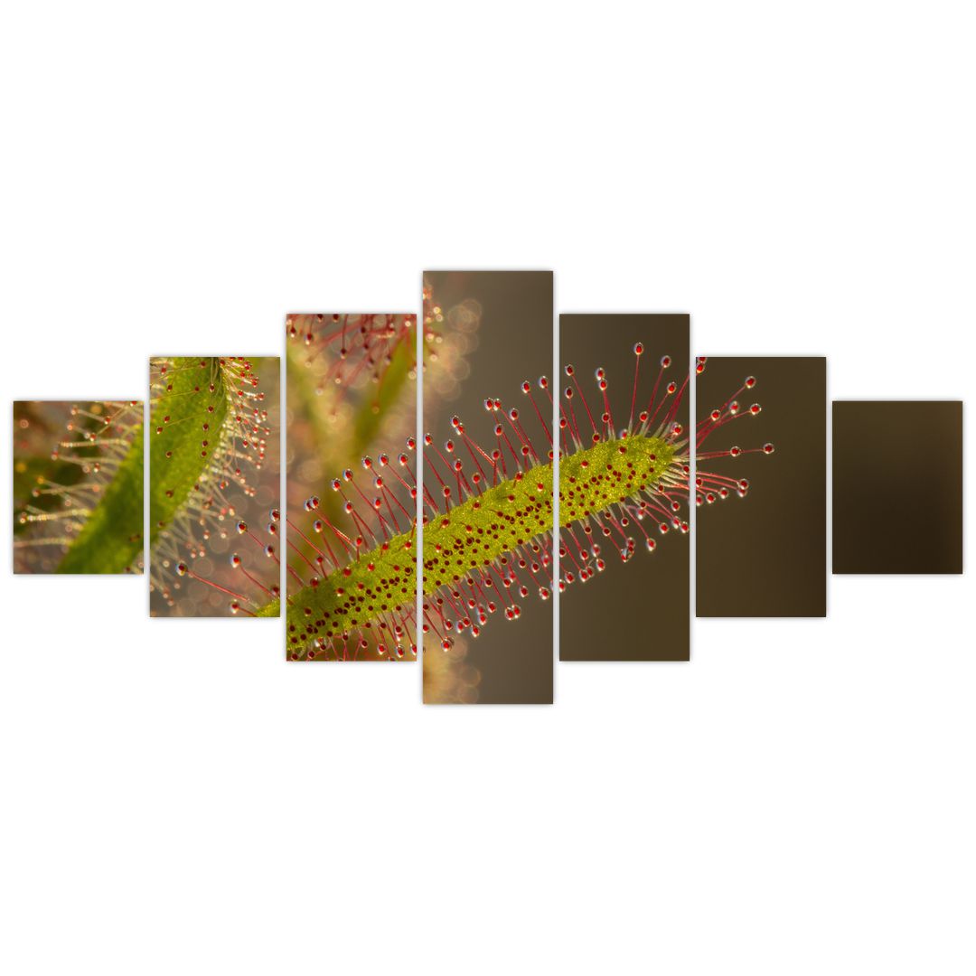 Obraz rostliny (V020984V210100)