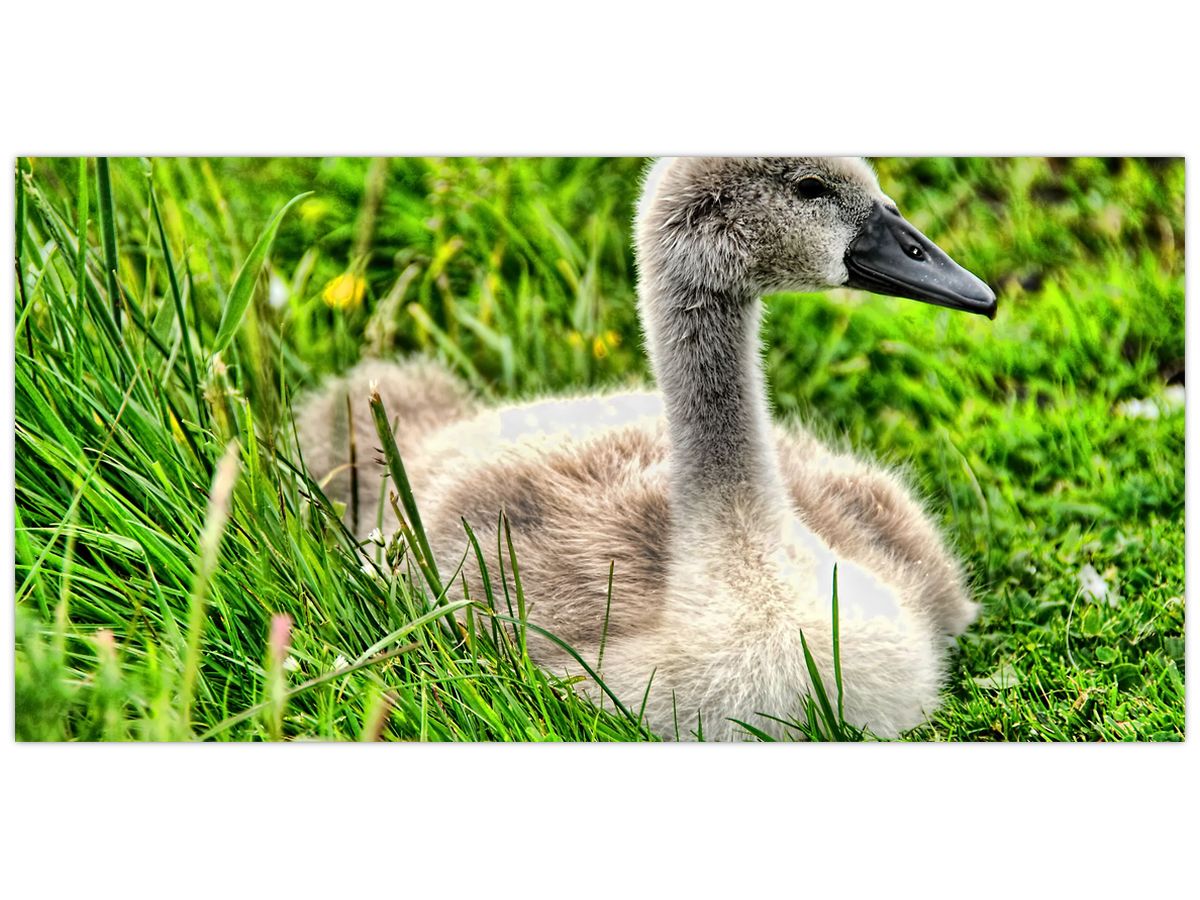 Obraz - malá labuť v trávě (V020585V250125)