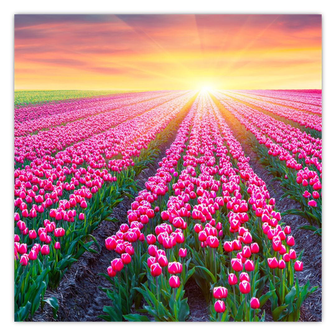 Obraz pole tulipánů se sluncem (V020554V3030)
