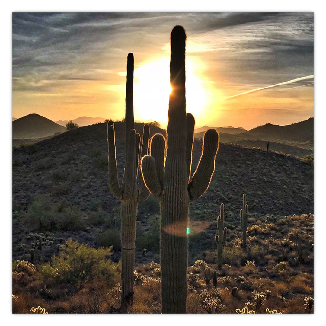 Obraz - kaktusy ve slunci (V020560V3030)