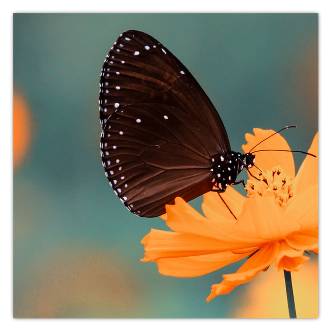 Obraz - motýl na oranžové květině (V020577V3030)