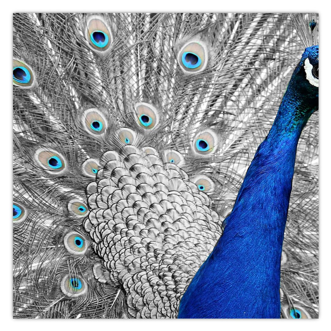 Obraz - modrý páv (V020578V3030)