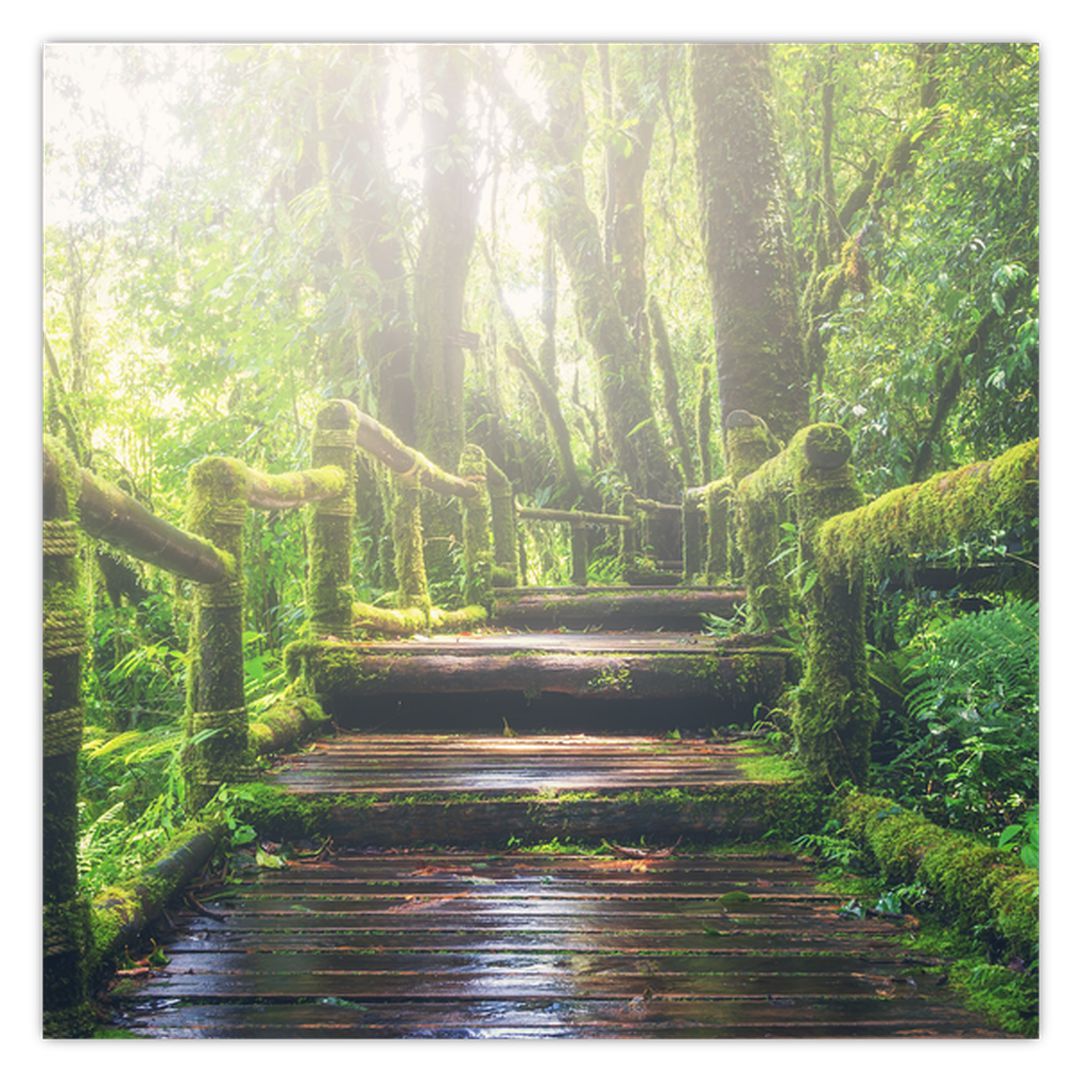 Obraz - dřevěné schody v lese (V020593V3030)