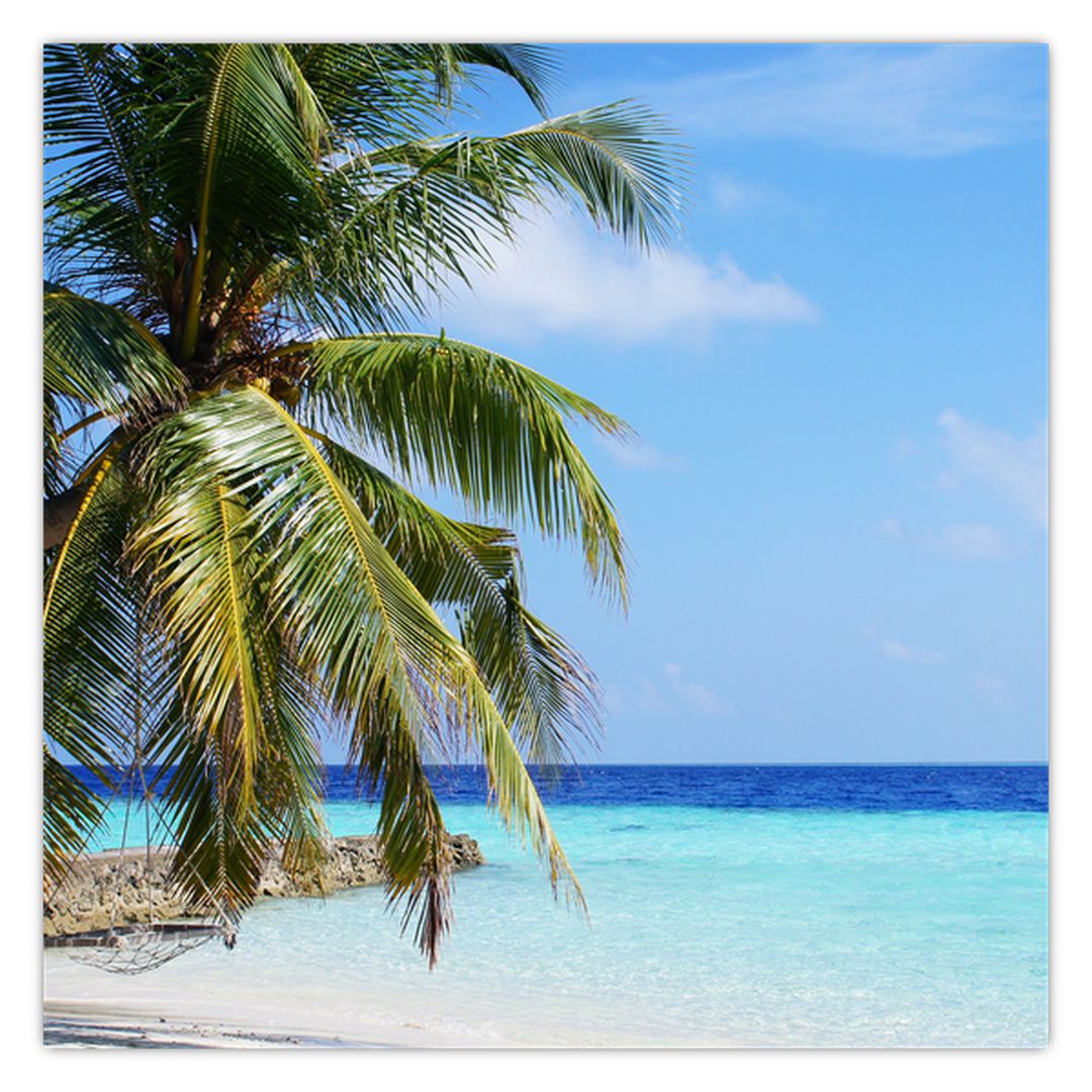 Obraz palmy na pláži (V020612V3030)