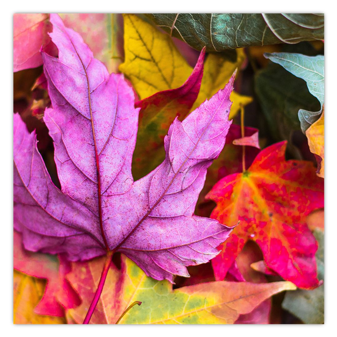 Obraz - podzimní listy (V020629V3030)