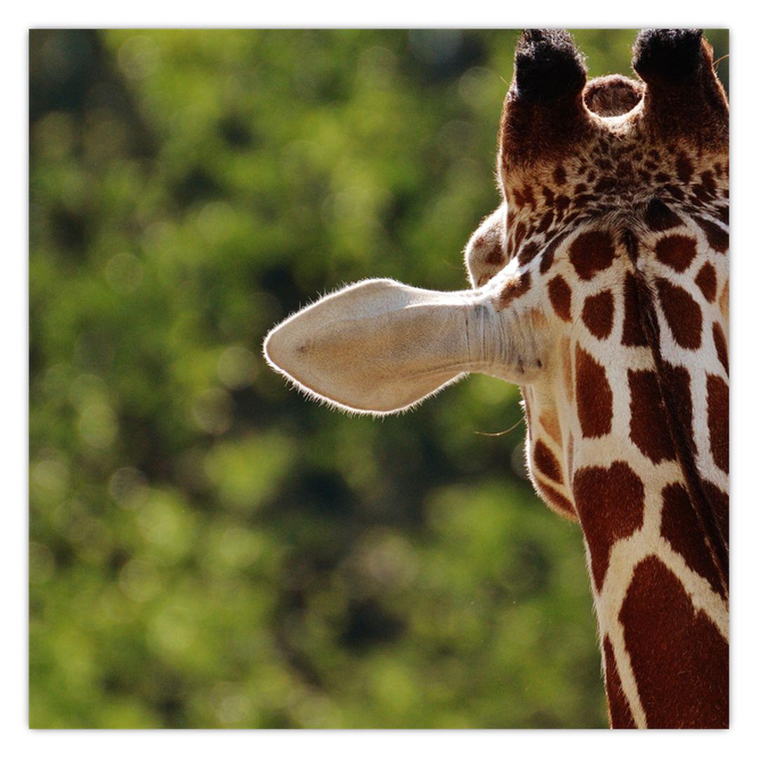 Obraz žirafy zezadu (V020638V3030)