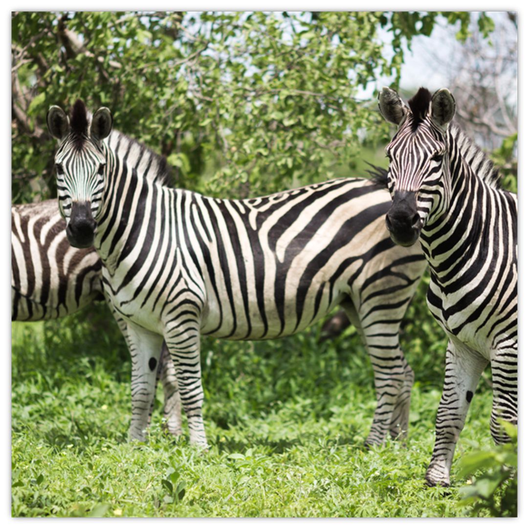 Obraz s zebrami (V020921V3030)