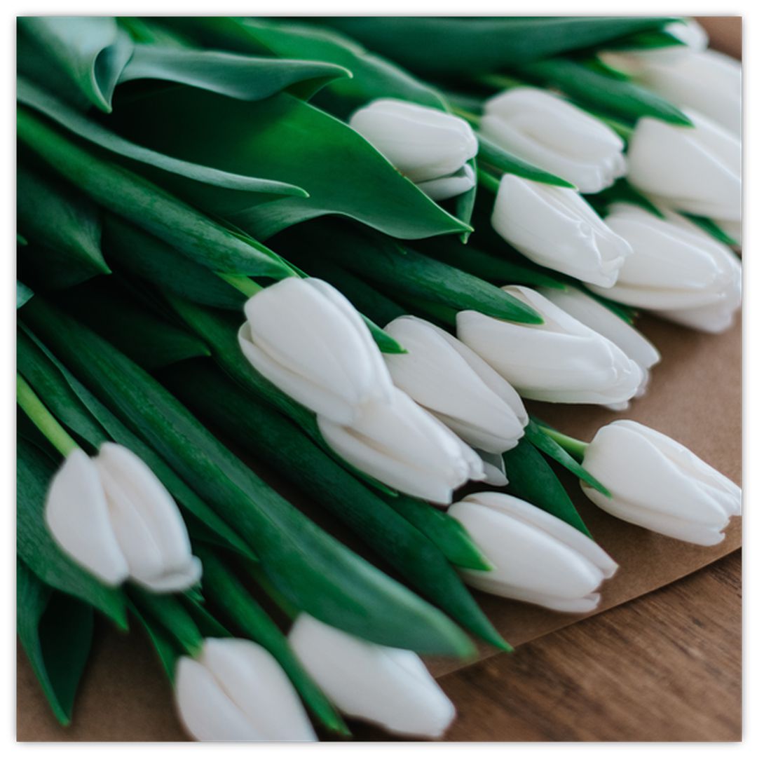 Obraz kytice bílých tulipánů (V020922V3030)