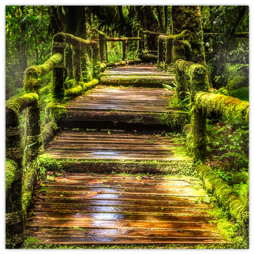 Obraz schodů v deštném pralese (V020941V3030)