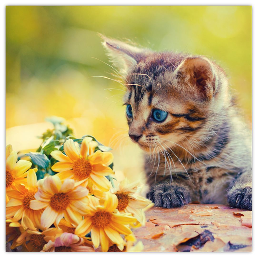 Obraz koťátka dívající se na květinu (V020943V3030)