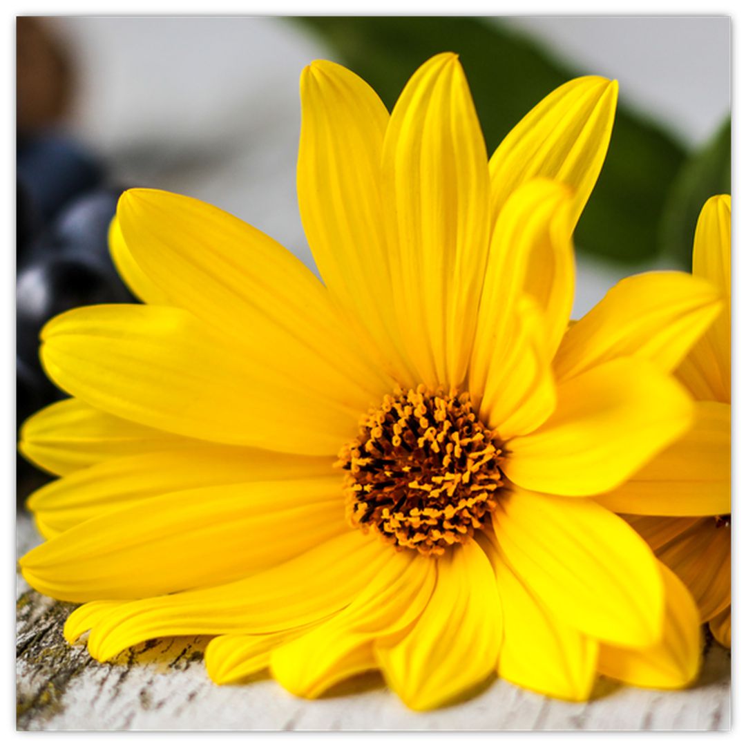 Obraz žluté květiny (V020952V3030)