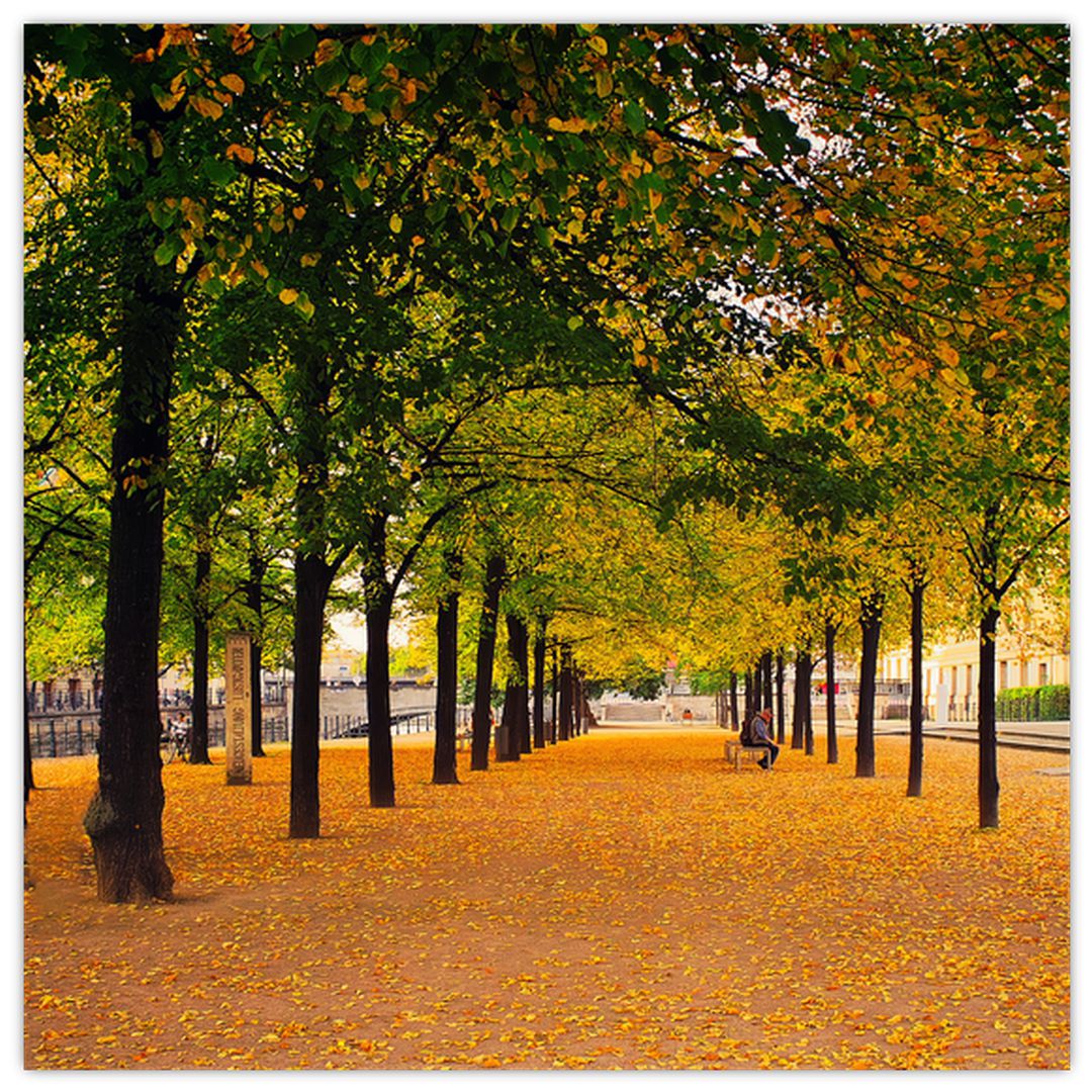 Obraz aleje podzimních stromů (V020953V3030)