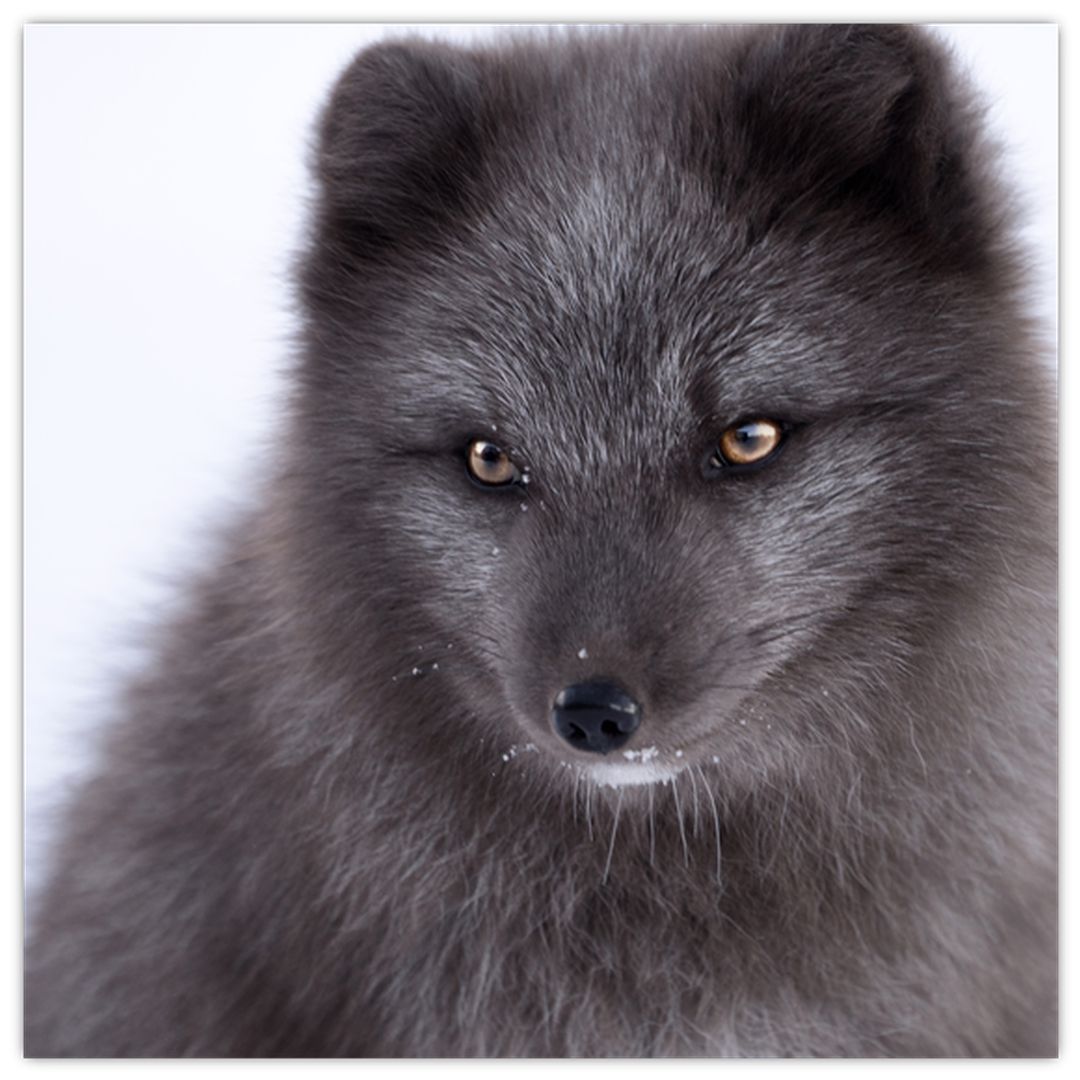Obraz sněžné lišky (V021000V3030)