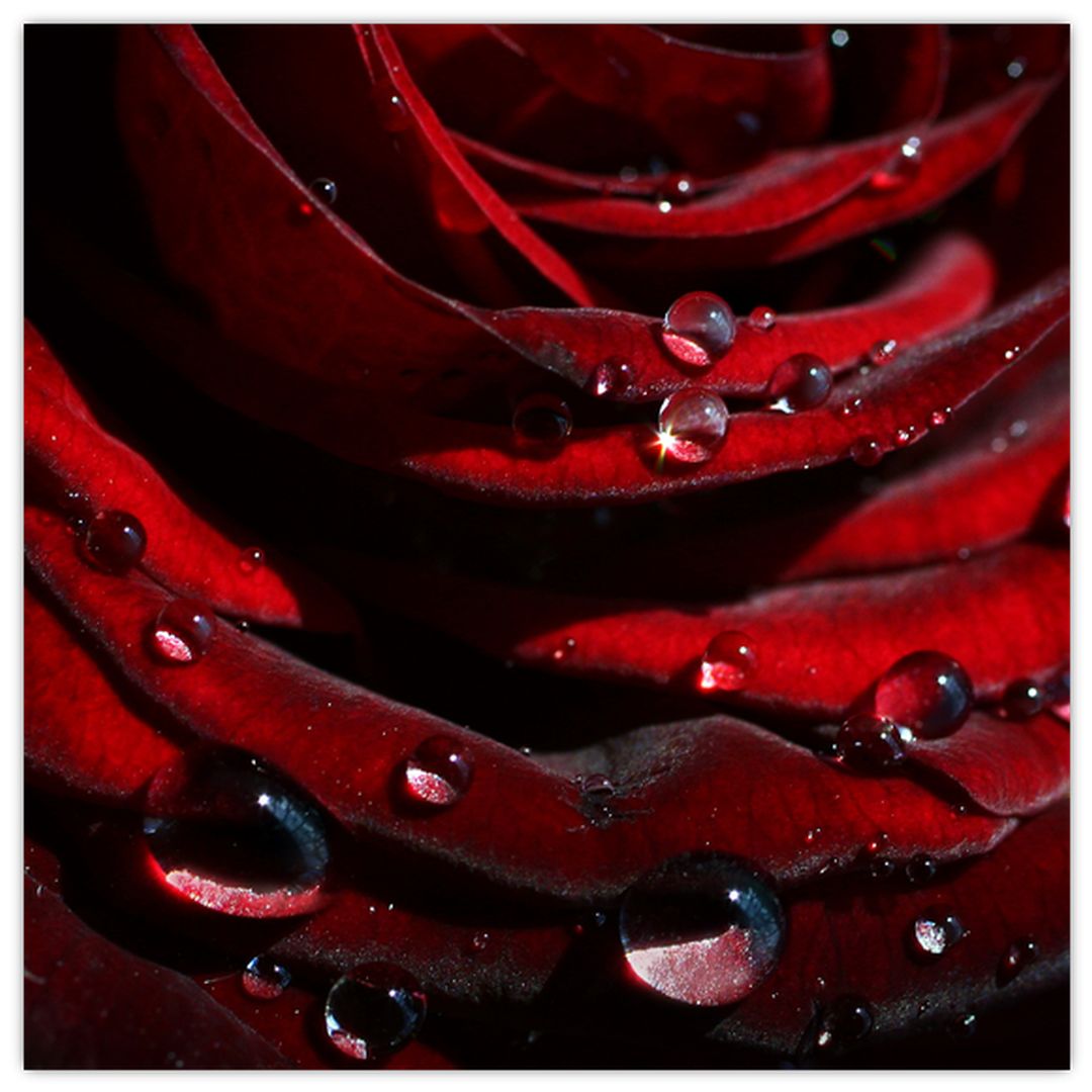 Obraz - Detail růže (V022324V3030)