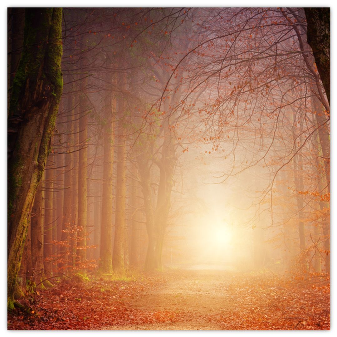 Skleněný obraz podzimního lesa v mlze (V020013V3030GD)