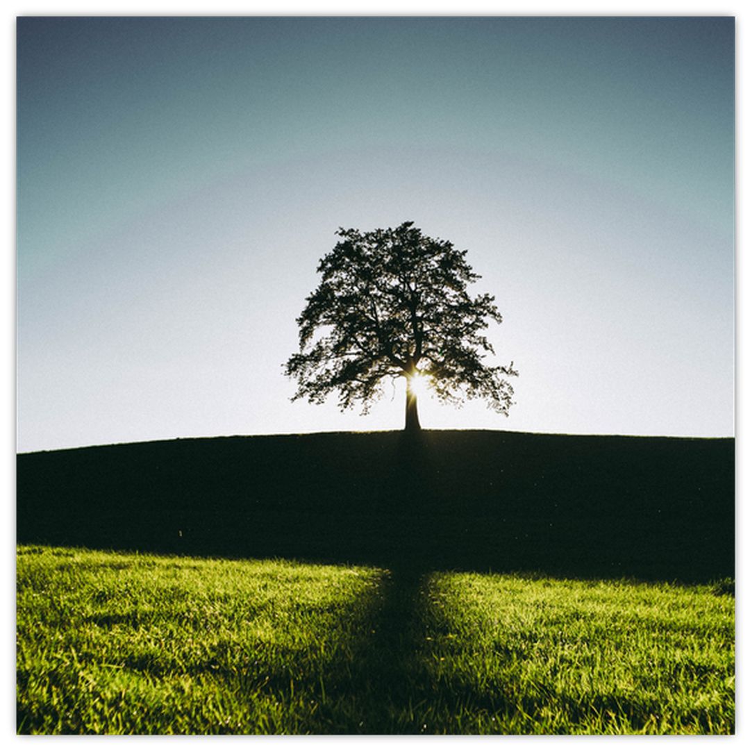 Skleněný obraz přírody - strom (V020162V3030GD)