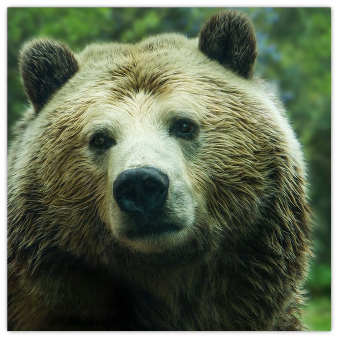 Skleněný obraz medvěda (V020185V3030GD)